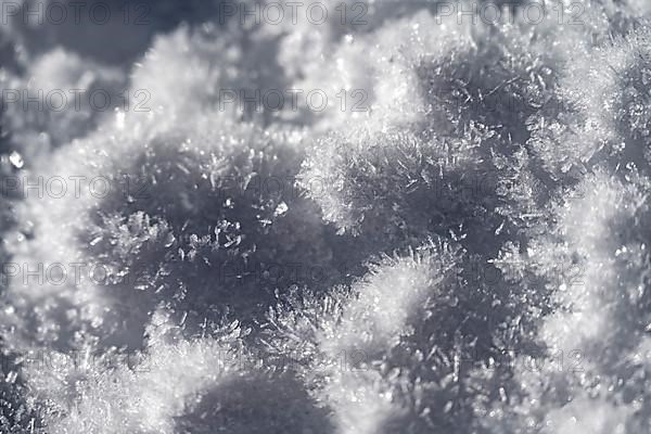 Snow crystal, close-up snow