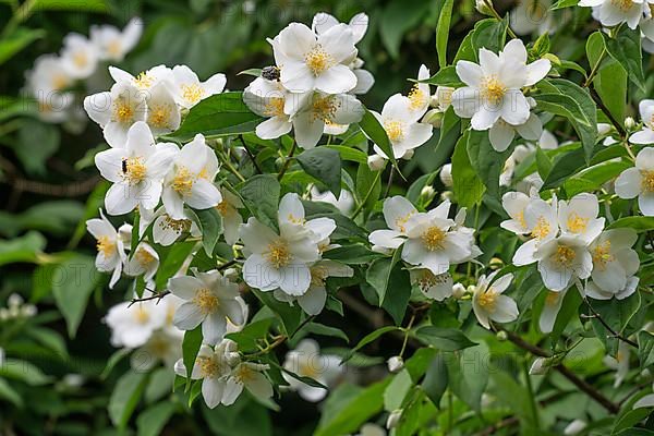 Mock-orange,