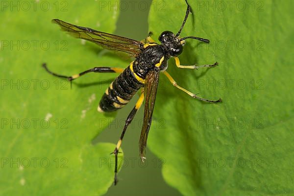 Plant wasp,