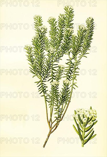 Phylica ericoides, Phylica is a genus of the buckthorn family