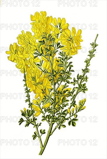 Cytisus canariensis, Canary broom