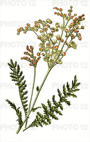 Filipendula vulgaris, Small Meadowsweet