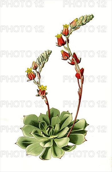 Cotyledon secunda, var glauca. Thickleaf