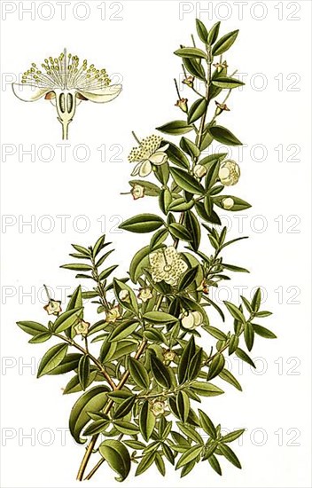 Myrtus cummunis, Myrtle. Bridal Myrtle and Common Myrtle