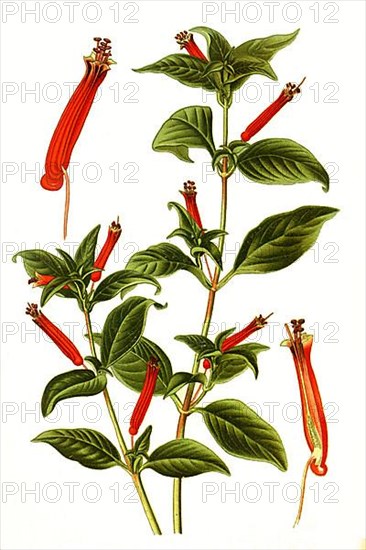 Cuphea ignea. Cigarette flower or cigarette fuchsia, quiver flower