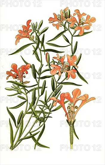 Clarkia pulchella, pinkfairies