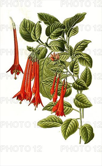 Fuchsia fulgens, Fuchsia. Fuchsia