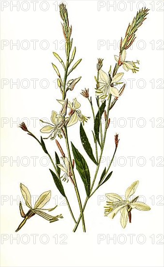 Gaura evening-primrose,