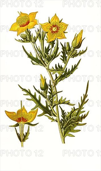 Mentzelia lindleyi. golden bartonia, Lindleys blazingstar