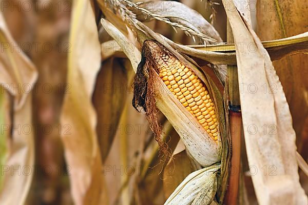 Corn maize stalk in open husk in agricultural field,