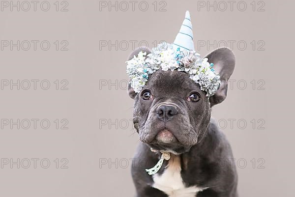 Young French Bulldog puppy wearing a blue unicorn horn costume headband with flowers on gray background with copy space,