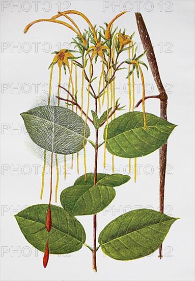 Strophanthus is a genus of plant in the subfamily Apocynoideae within the dog family, Strophanthus hispidus