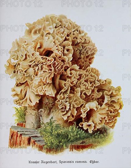 Mushroom, curly goatee