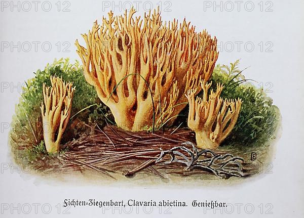 Mushroom, spruce goat's beard