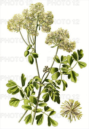 Greater meadow-rue,