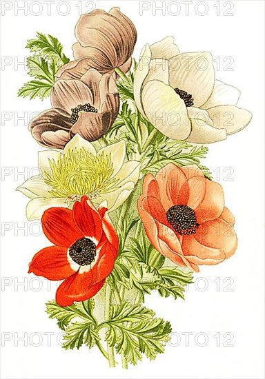 Poppy anemone,