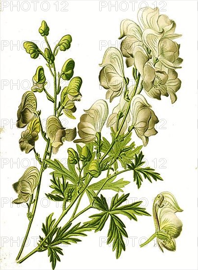 Monkshood, aconite