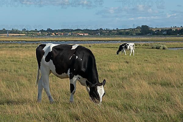 Cows in the pasture, Graswarder peninsula