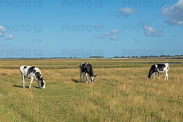 Cows in the pasture, Graswarder peninsula