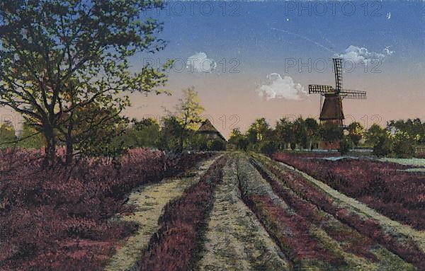 Landscape in the Lueneburg Heath with heather and a mill, Lower Saxony
