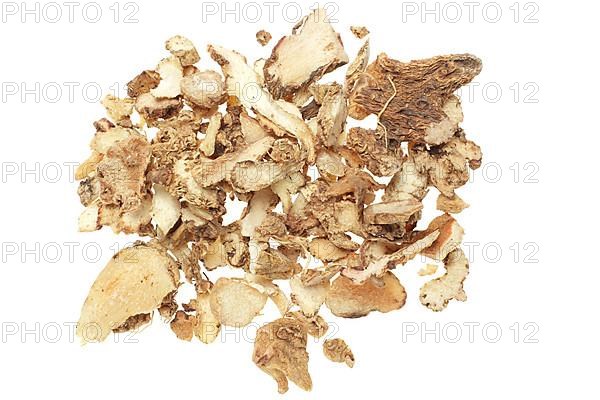 Medicinal plant Motherwort root, Anemarrhena asphodeloides