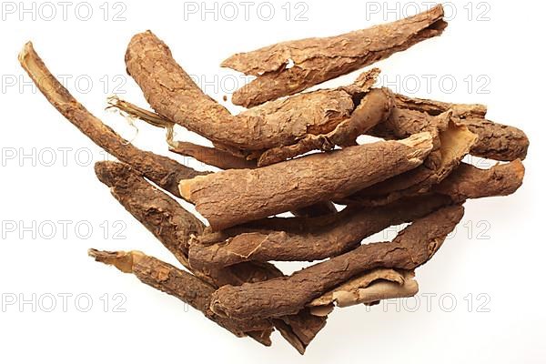 Medicinal plant Taiga root, prickly panax