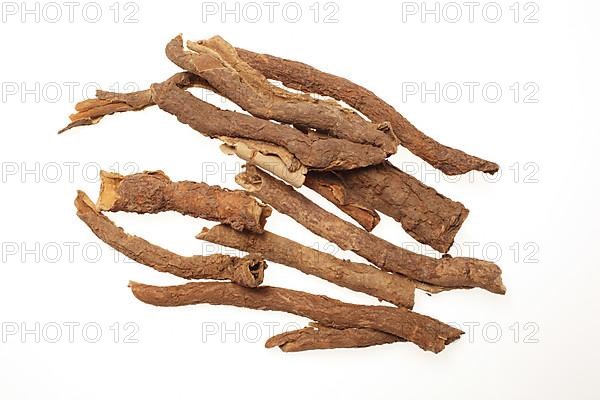 Medicinal plant Taiga root, prickly panax