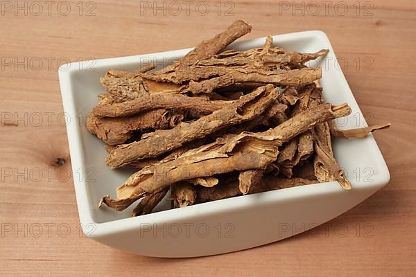 Medicinal plant Taiga root, prickly panax