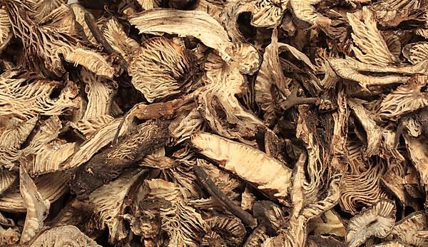 Medicinal plant Black cohosh, dried root