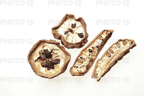 Medicinal plant, dried fruits of finger-leaved akebia