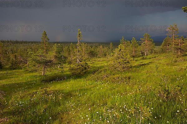 Riisitunturi with thunderstorm atmosphere, Riisitunturi National Park