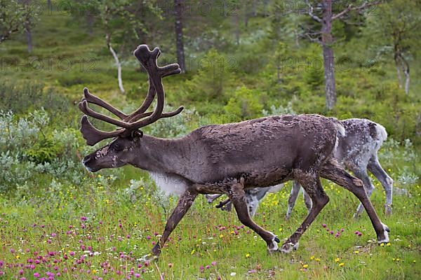 Reindeer,