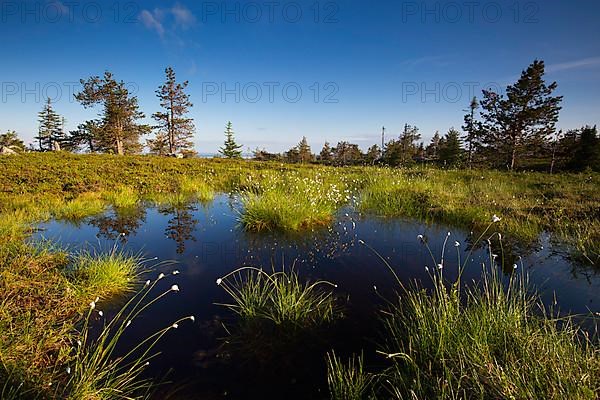 Slope bog on Riisitunturi, Riisitunturi National Park