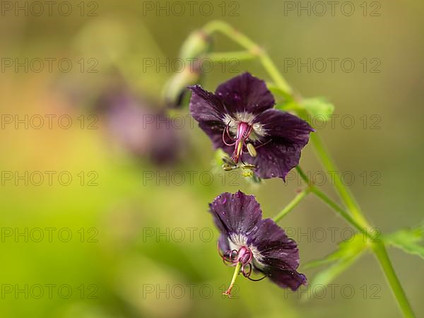 Dusky crane's-bill,