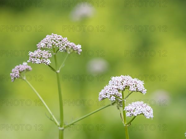 Common valerian,