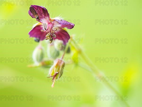 Dusky crane's-bill,