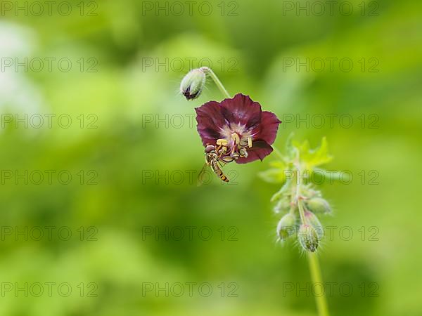 Hoverfly collecting nectar, dusky crane's-bill