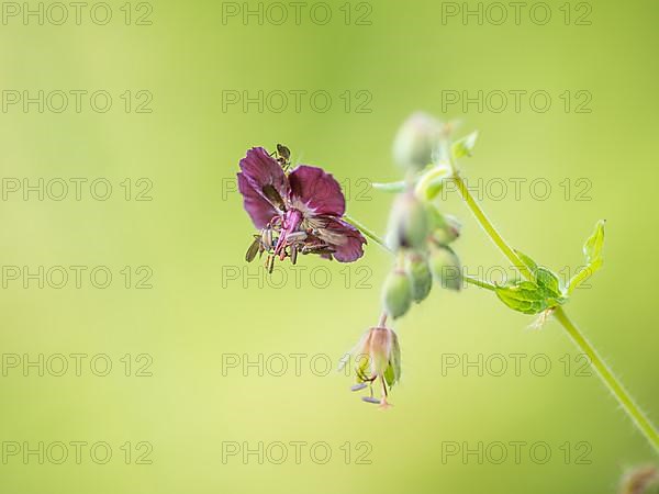 Dusky crane's-bill,