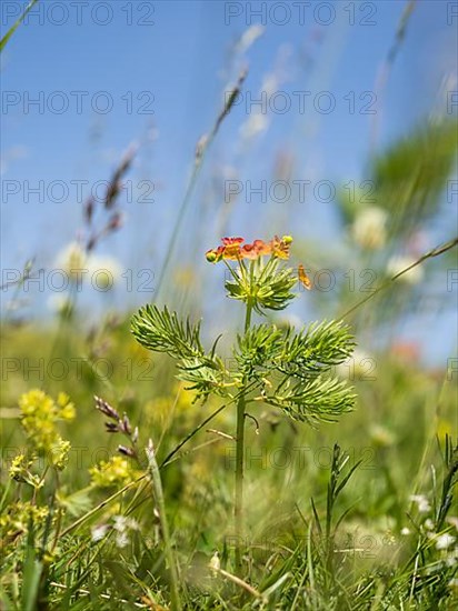 Cypress spurge,