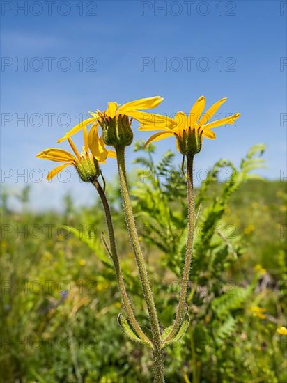 Arnica,