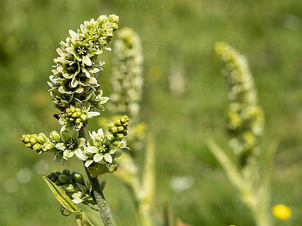 White false helleborne,