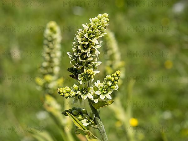 White false helleborne,