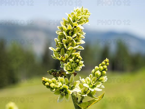 White false helleborne,