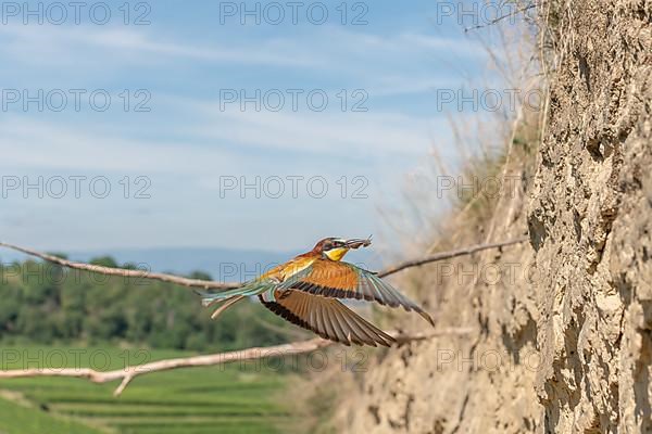 European bee-eater in flight in front of the nesting colony. Kaiserstuhl, Germany