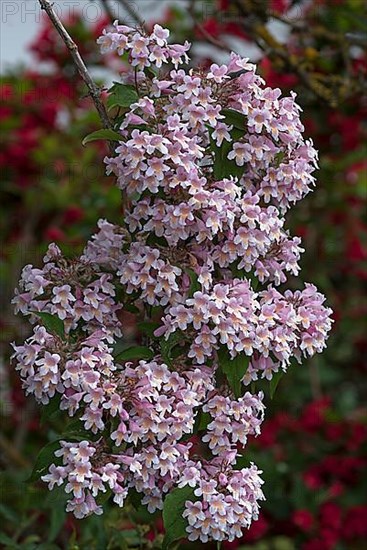 Flowers of a weigela,