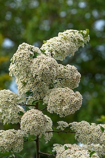 Blossoms of a daisy,