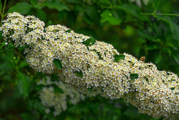 Blossoms of a daisy,