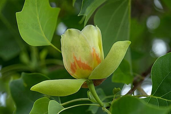 Flower from tulip tree,