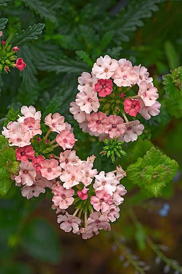 High garden phlox,