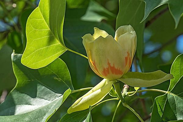 Flower from tulip tree,